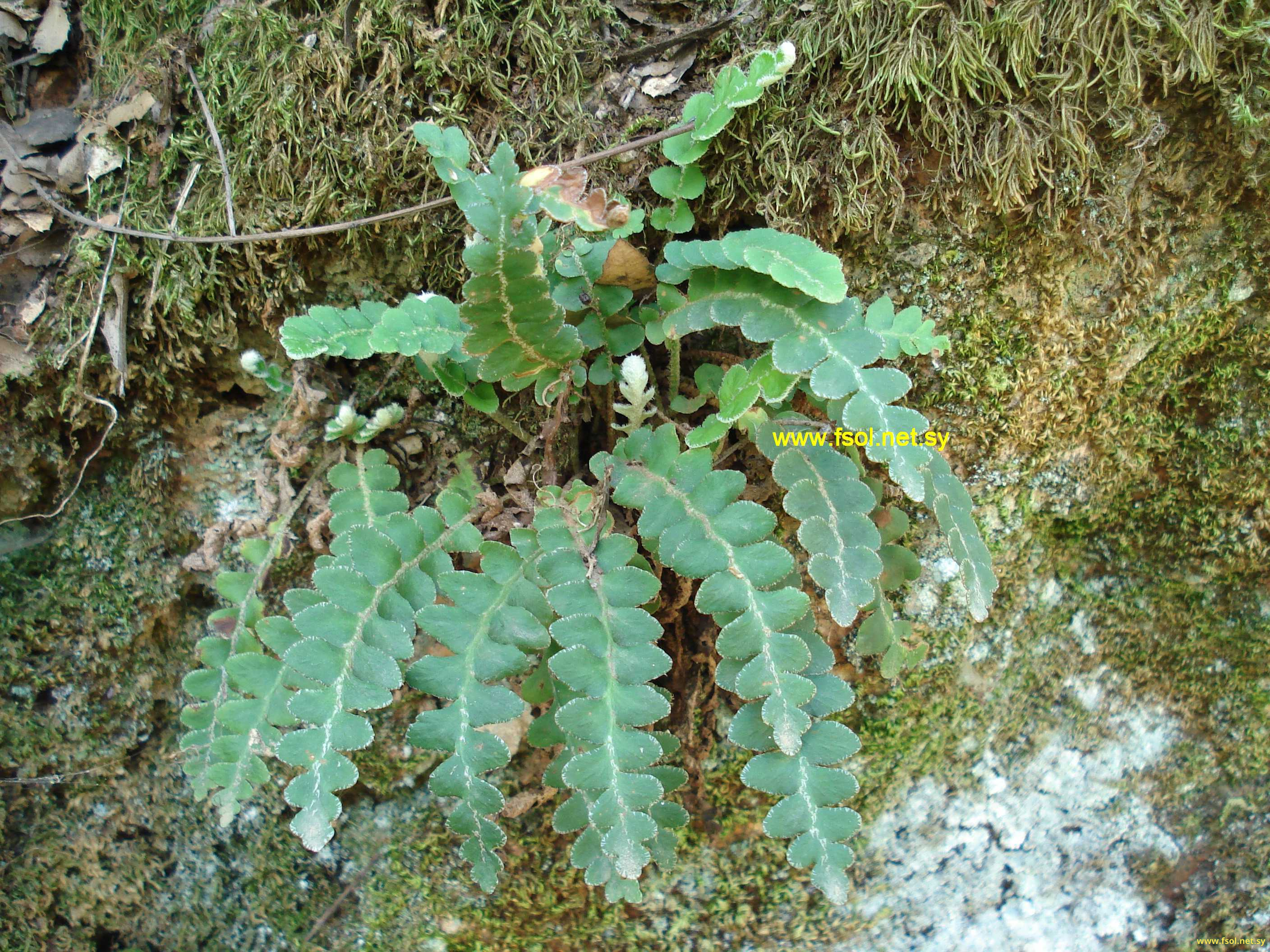 Ceterach officinarum Lam.et D.C.